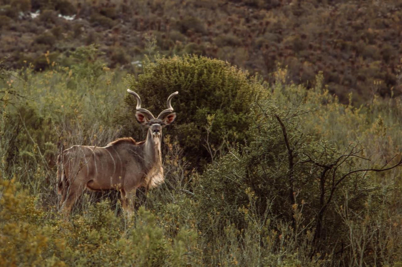 Wildehondekloof Game Lodge Matjiesrivier  Exterior photo