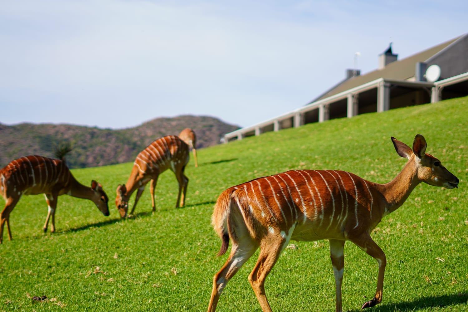 Wildehondekloof Game Lodge Matjiesrivier  Exterior photo