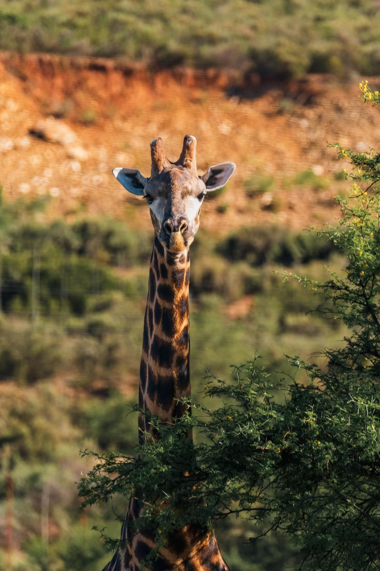 Wildehondekloof Game Lodge Matjiesrivier  Exterior photo