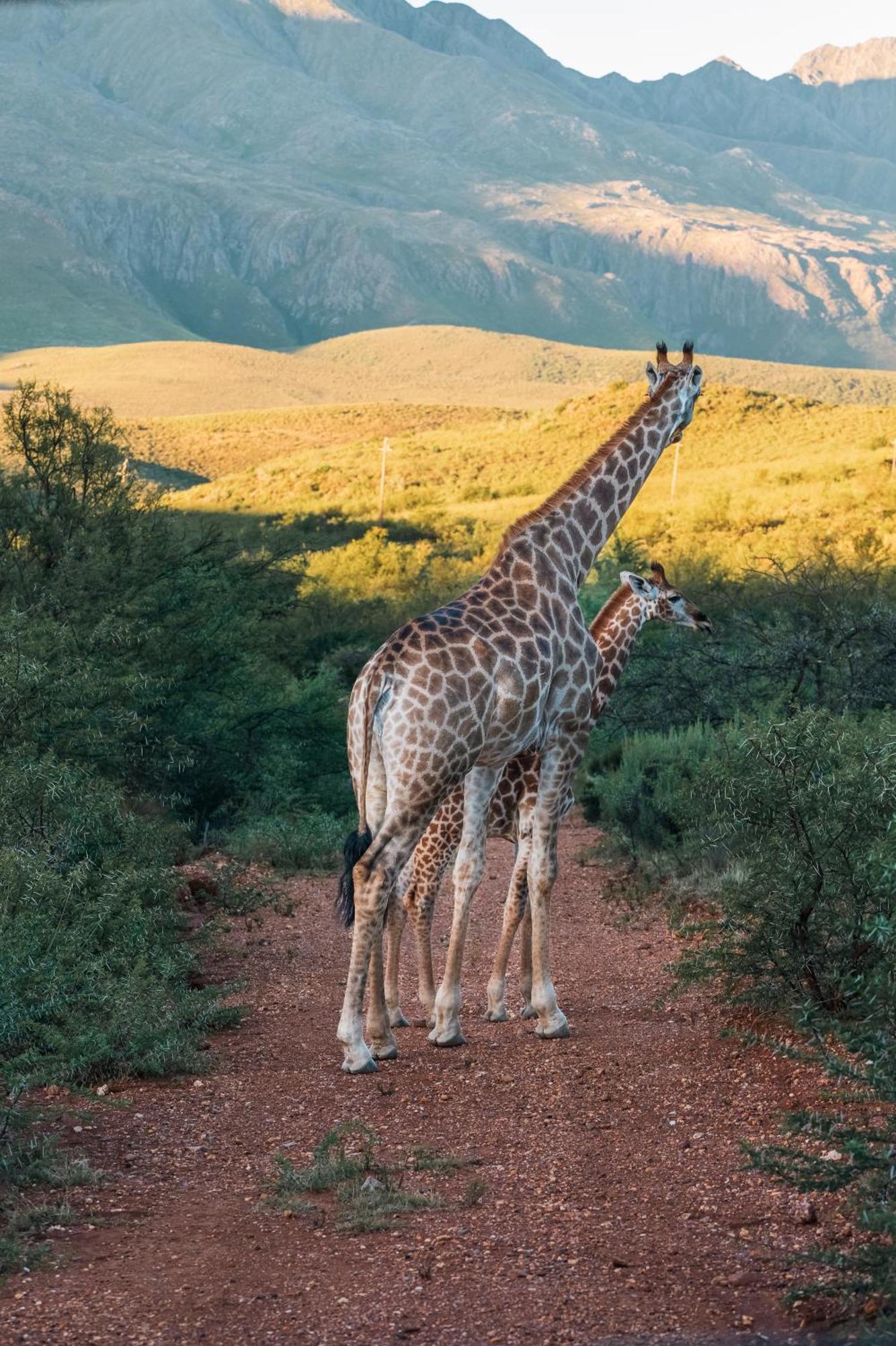 Wildehondekloof Game Lodge Matjiesrivier  Exterior photo