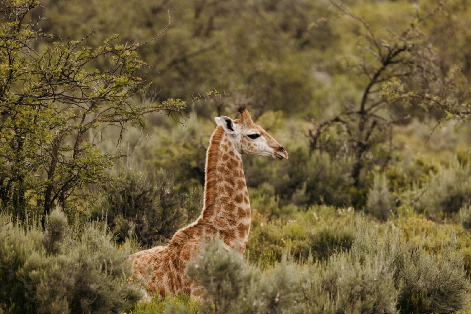 Wildehondekloof Game Lodge Matjiesrivier  Exterior photo