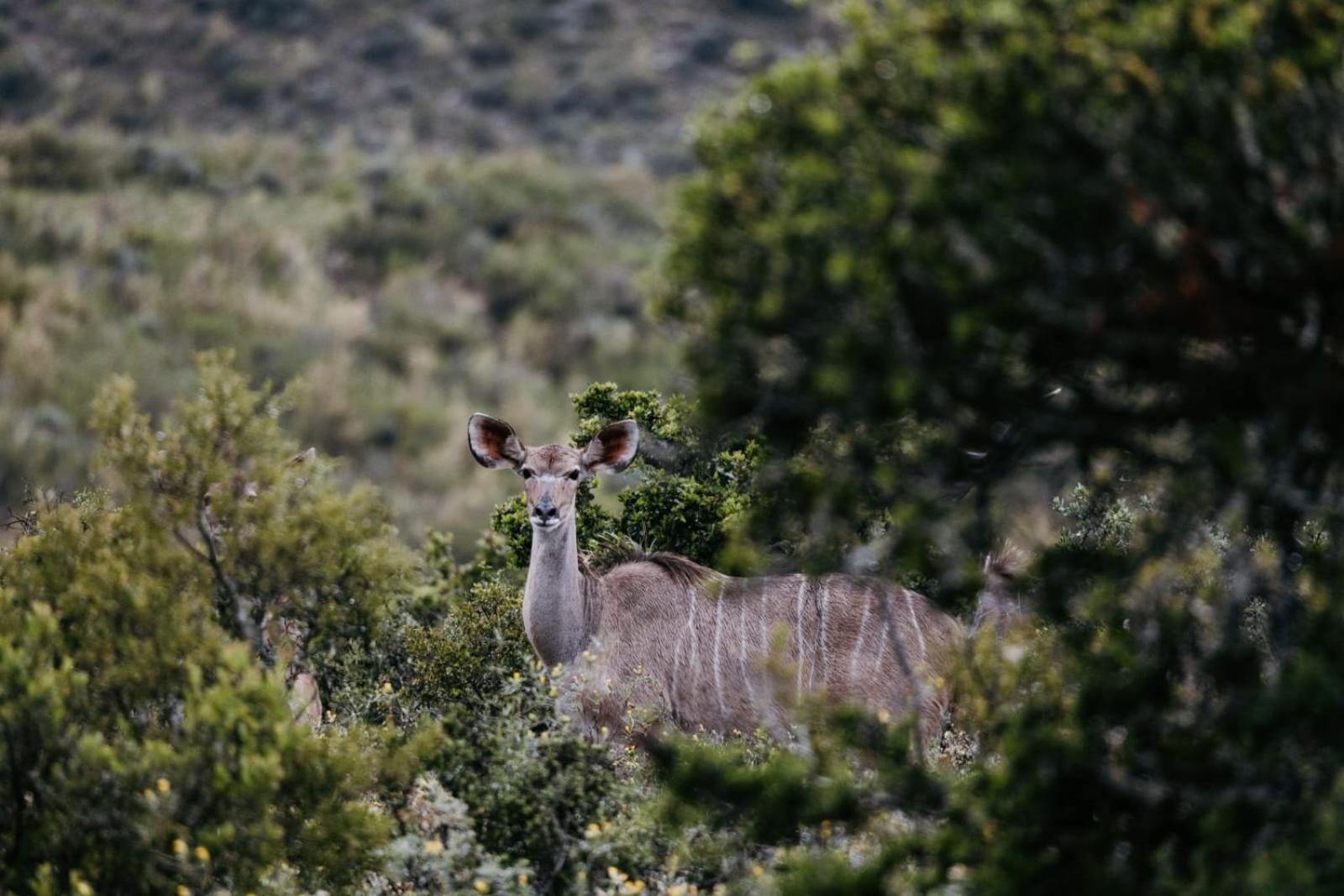 Wildehondekloof Game Lodge Matjiesrivier  Exterior photo