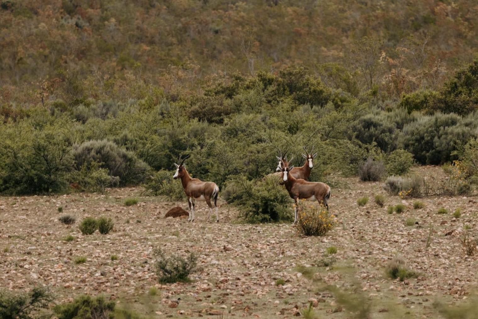 Wildehondekloof Game Lodge Matjiesrivier  Exterior photo