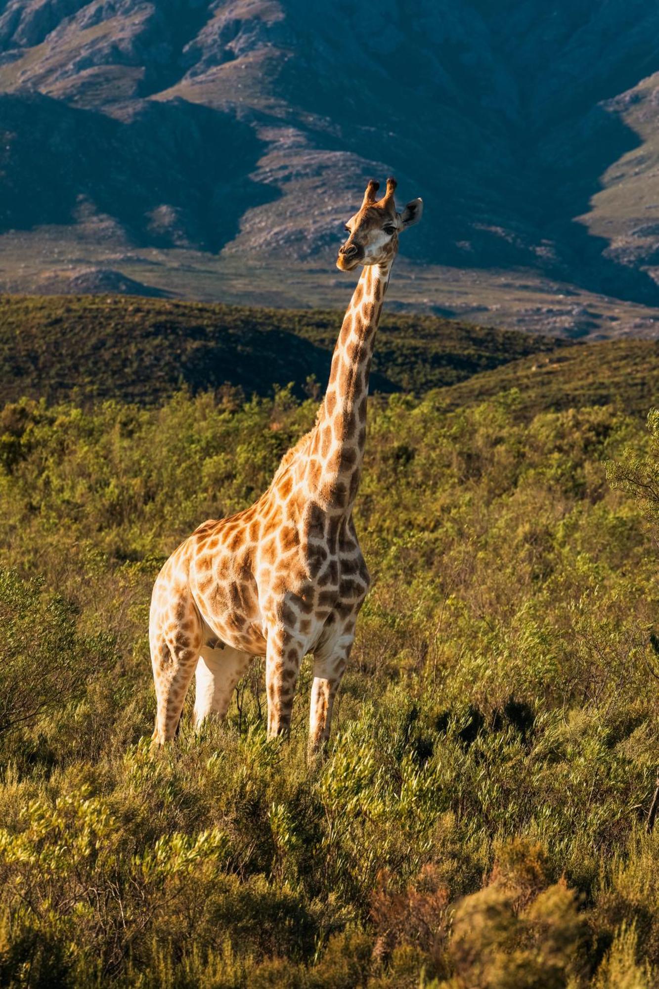 Wildehondekloof Game Lodge Matjiesrivier  Exterior photo