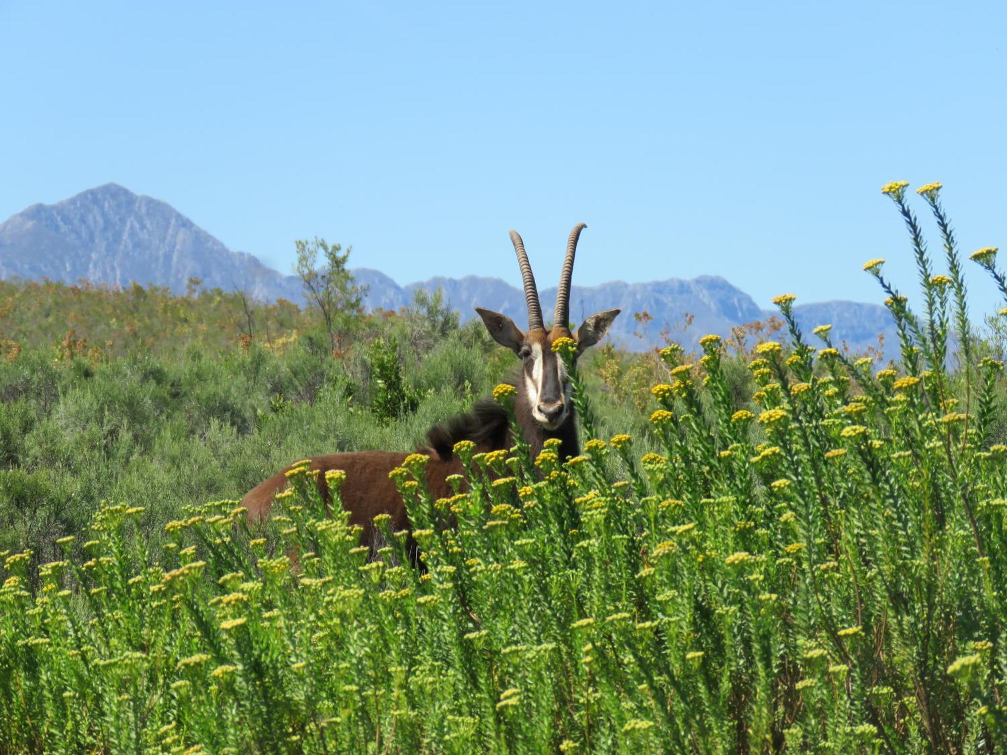 Wildehondekloof Game Lodge Matjiesrivier  Exterior photo