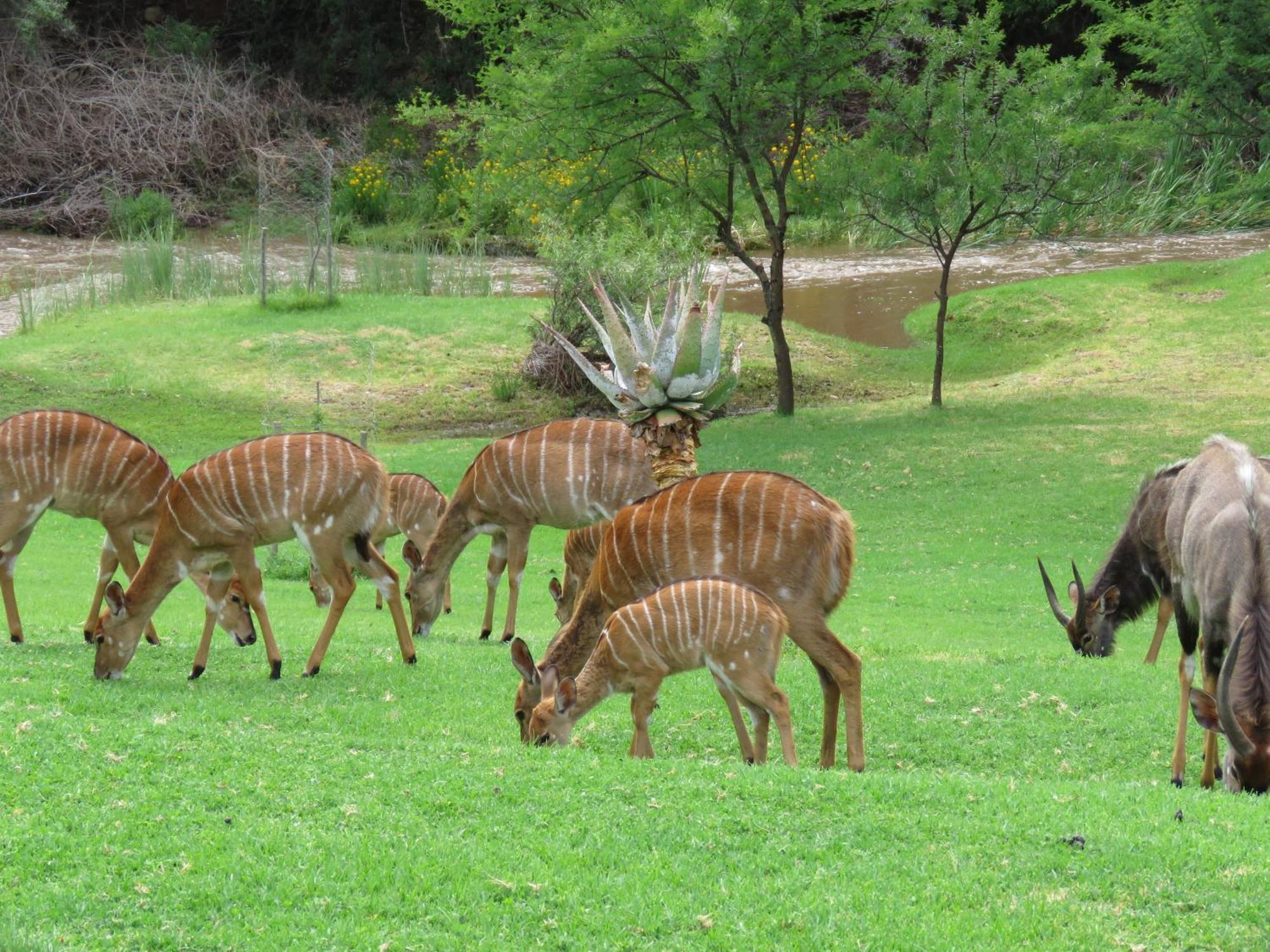 Wildehondekloof Game Lodge Matjiesrivier  Exterior photo